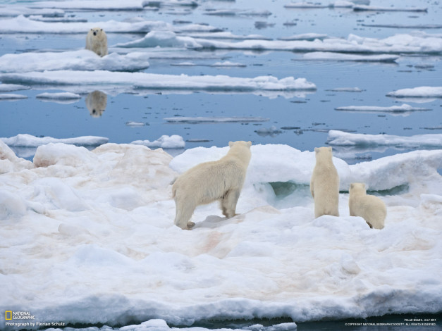 Обои картинки фото животные, медведи