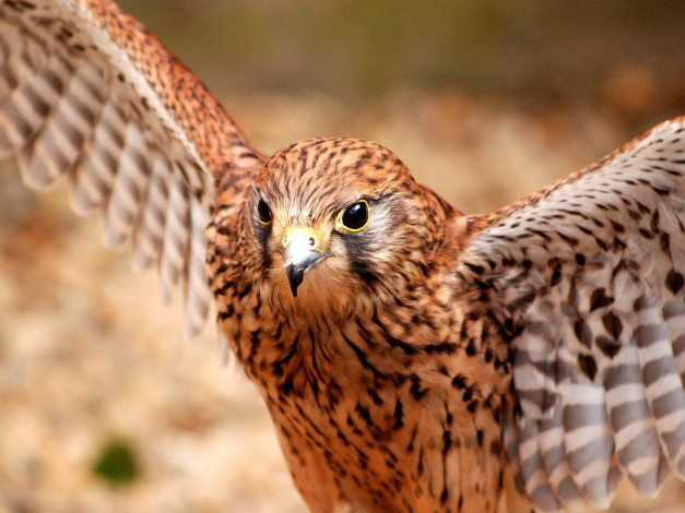 Обои картинки фото животные, птицы, хищники, пестрый, хищник, крылья