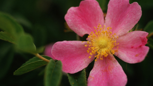 Обои картинки фото цветы, шиповник