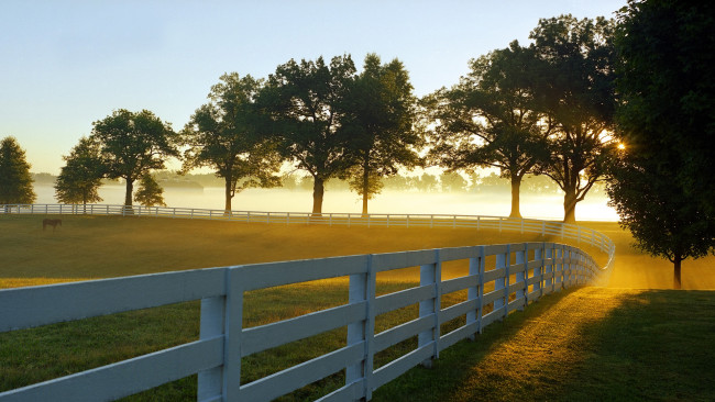 Обои картинки фото природа, деревья