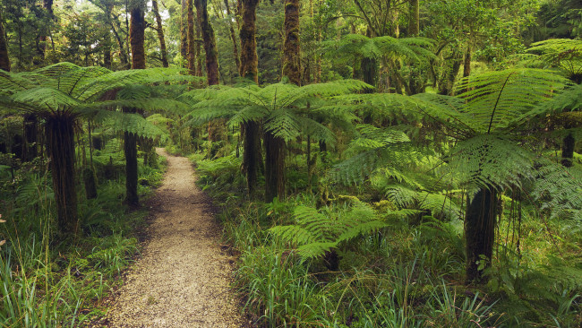 Обои картинки фото природа, лес