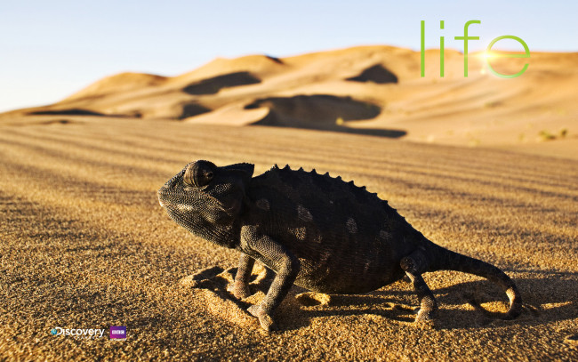 Обои картинки фото животные, хамелеоны, песок, ящерица