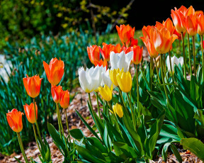 Картинка цветы тюльпаны бутоны разноцветные