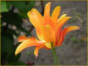 Картинка цветы тюльпаны лепестки