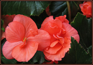 Картинка цветы бегония розовые