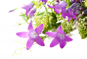 Картинка цветы колокольчики люпин