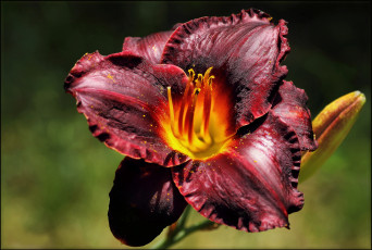 Картинка цветы лилии лилейники лепестки