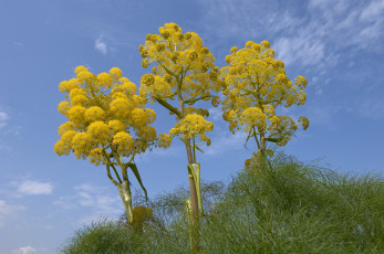 Картинка цветы луговые полевые