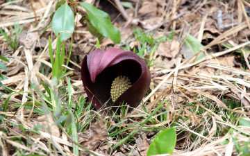 Картинка цветы спатифиллум цветок