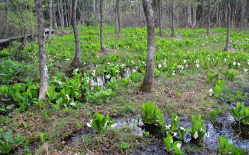Картинка природа лес весна лужи цветы деревья