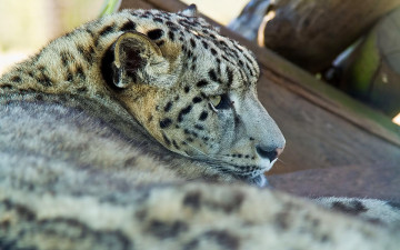 Картинка животные снежный барс ирбис отдых