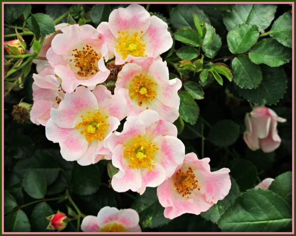 Обои картинки фото цветы, шиповник, бутоны