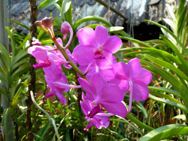 Обои картинки фото цветы, орхидеи, розовые