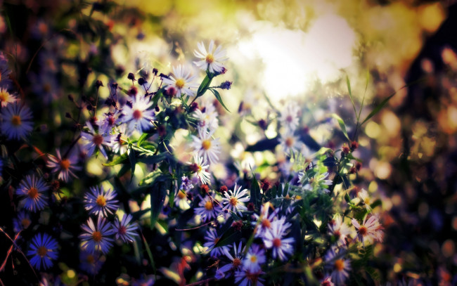 Обои картинки фото цветы, астры, луг, солнце