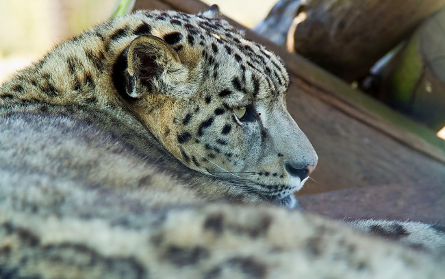 Обои картинки фото животные, снежный, барс, ирбис, отдых