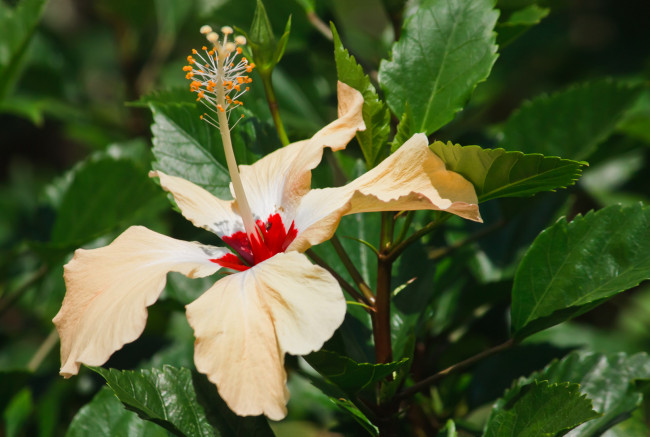 Обои картинки фото цветы, гибискусы, лепестки