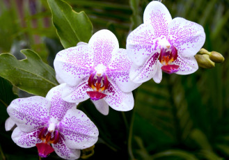 Картинка цветы орхидеи ветка розовый