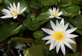 Картинка цветы лилии водяные нимфеи кувшинки белый