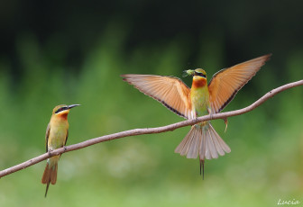 Картинка животные щурки пчелоеды крылья