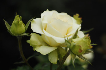 Картинка цветы розы