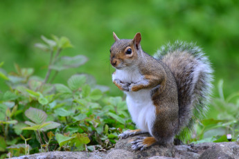 Картинка животные белки трава камни