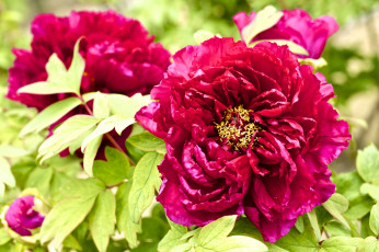 Картинка цветы пионы пышный красный