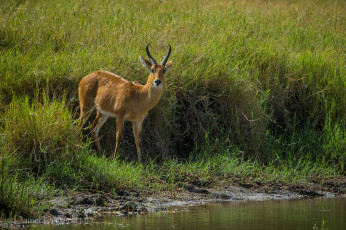 Картинка животные антилопы коза рога