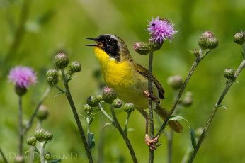 Картинка животные птицы птичка