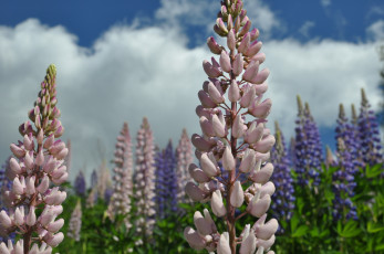 Картинка цветы люпин макро