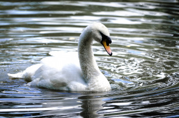 Картинка животные лебеди вода шипун