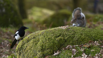 Картинка животные разные вместе листья мох белка сорока птица камень