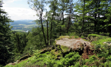 Картинка природа лес горы трава панорама