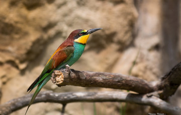 Картинка животные щурки пчелоеды пчелоед