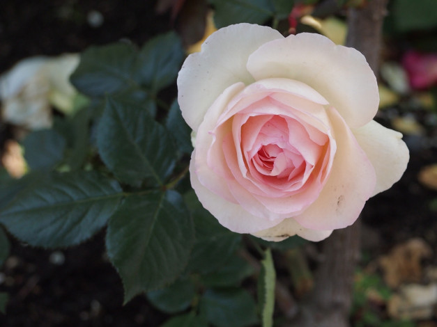 Обои картинки фото цветы, розы, бутон