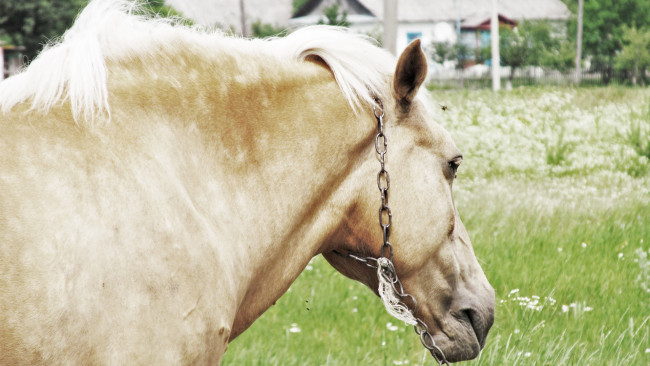 Обои картинки фото лошадь, животные, лошади