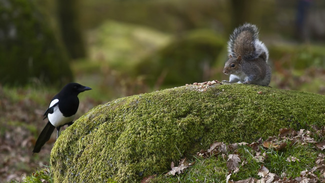 Обои картинки фото животные, разные, вместе, листья, мох, белка, сорока, птица, камень