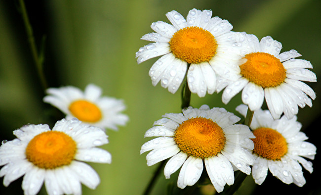 Обои картинки фото цветы, ромашки, капли