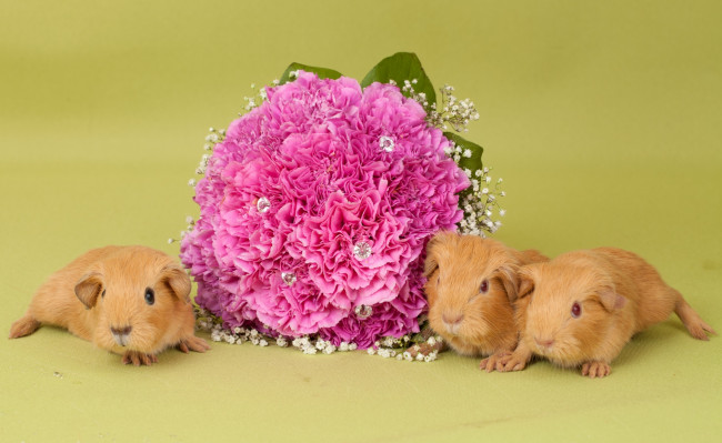 Обои картинки фото животные, морские, свинки, хомяки, букет, малыши