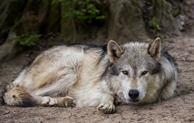 Обои картинки фото животные, волки, хищник