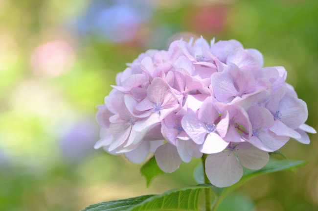 Обои картинки фото цветы, гортензия, нежность, сиреневый