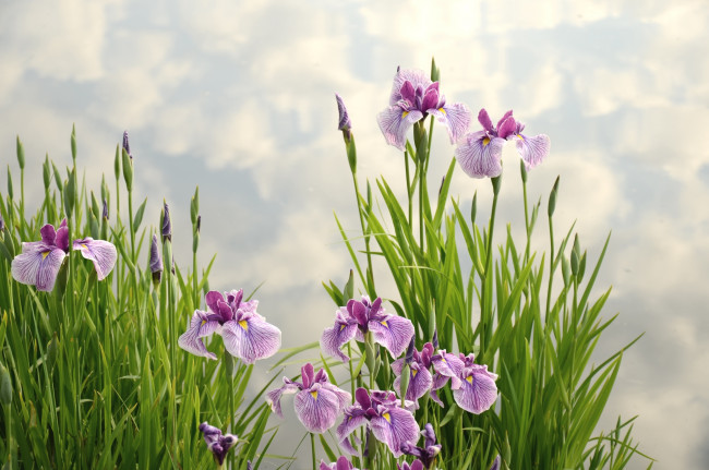 Обои картинки фото цветы, ирисы, сиреневый