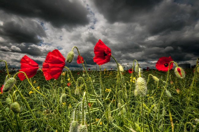 Обои картинки фото цветы, маки, поле