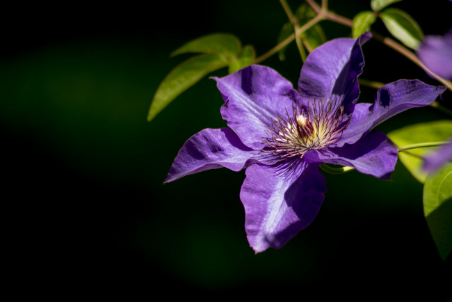 Обои картинки фото цветы, клематис, ломонос, фиолетовый