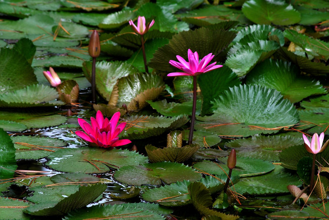 Обои картинки фото цветы, лилии, водяные, нимфеи, кувшинки, розовый