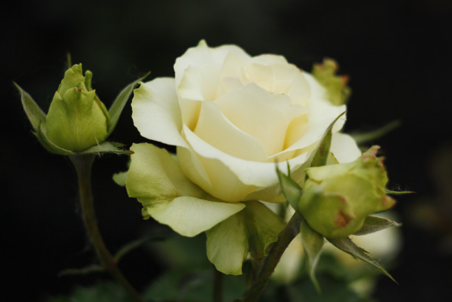 Обои картинки фото цветы, розы