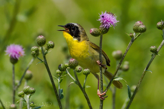 Обои картинки фото животные, птицы, птичка