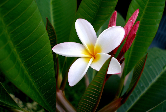 Обои картинки фото цветы, плюмерия, тропики