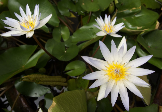 Обои картинки фото цветы, лилии, водяные, нимфеи, кувшинки, белый