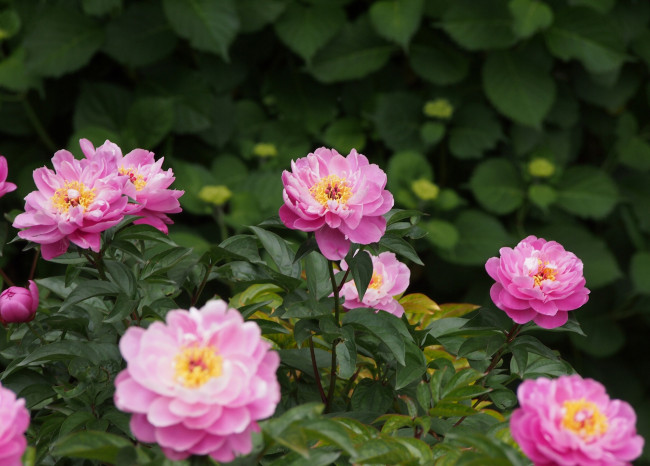 Обои картинки фото цветы, пионы, куст