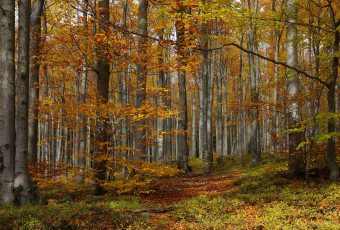 Картинка природа лес деревья